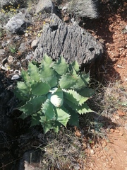 Agave potatorum