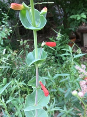 Penstemon murrayanus