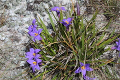 Vellozia albiflora