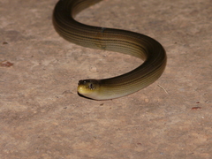 Ophiodes