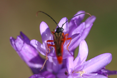 Neobellamira delicata
