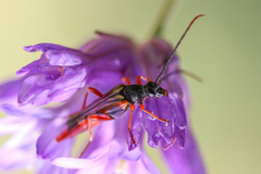 Neobellamira delicata