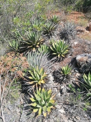 Agave kerchovei