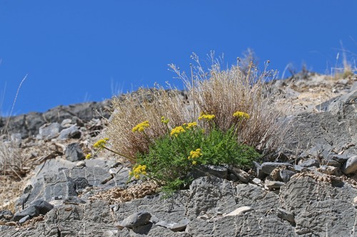 Lomatium grayi var. grayi