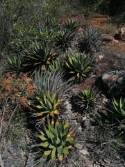 Agave kerchovei