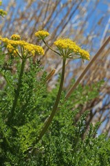 Lomatium grayi grayi