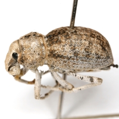 Ophryastes tuberosus