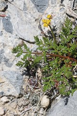 Lomatium grayi grayi
