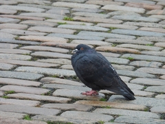 Columba livia domestica