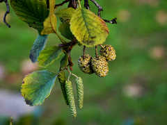 Alnus lusitanica