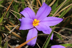 Vellozia albiflora
