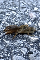 Neoscapteriscus vicinus