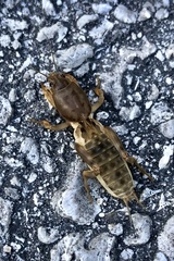 Neoscapteriscus vicinus