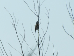 Sporophila pileata