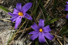 Vellozia albiflora