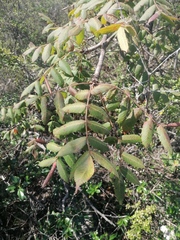 Bursera esparzae