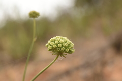 Asteriscium chilense