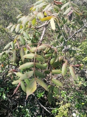 Bursera esparzae