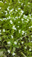 Plagiobothrys bracteatus