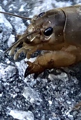 Neoscapteriscus vicinus