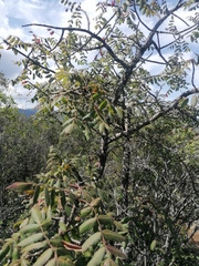 Bursera esparzae