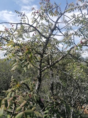 Bursera esparzae