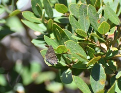 Satyrium saepium