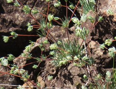 Psammotropha