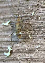 Calaphidina