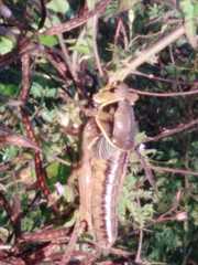 Brachystola behrensii