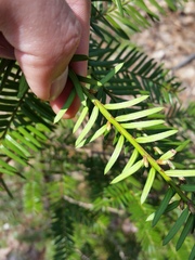 Taxus cuspidata