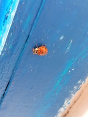 Harmonia axyridis