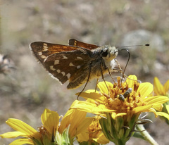 Hesperia woodgatei