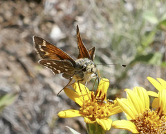 Hesperia woodgatei