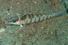 Parapercis lineopunctata
