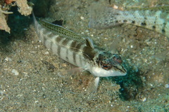Parapercis lineopunctata