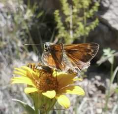 Hesperia woodgatei
