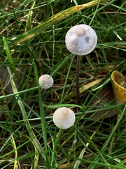 Mycena polygramma