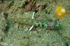 Eviota pictifacies