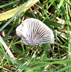 Mycena polygramma