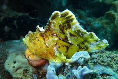 Taenianotus triacanthus