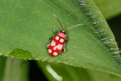 Omophoita sexnotata