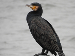 Phalacrocorax carbo