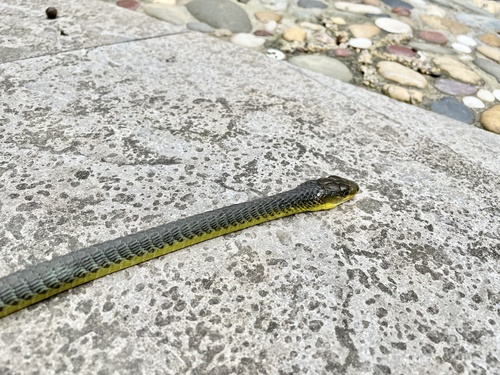 Common Tree Snake sighting