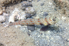 Amblyeleotris guttata