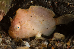 Antennarius randalli