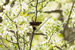 Amphion floridensis
