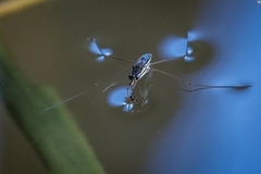 Limnogonoides
