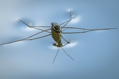 Limnogonoides