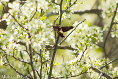 Amphion floridensis